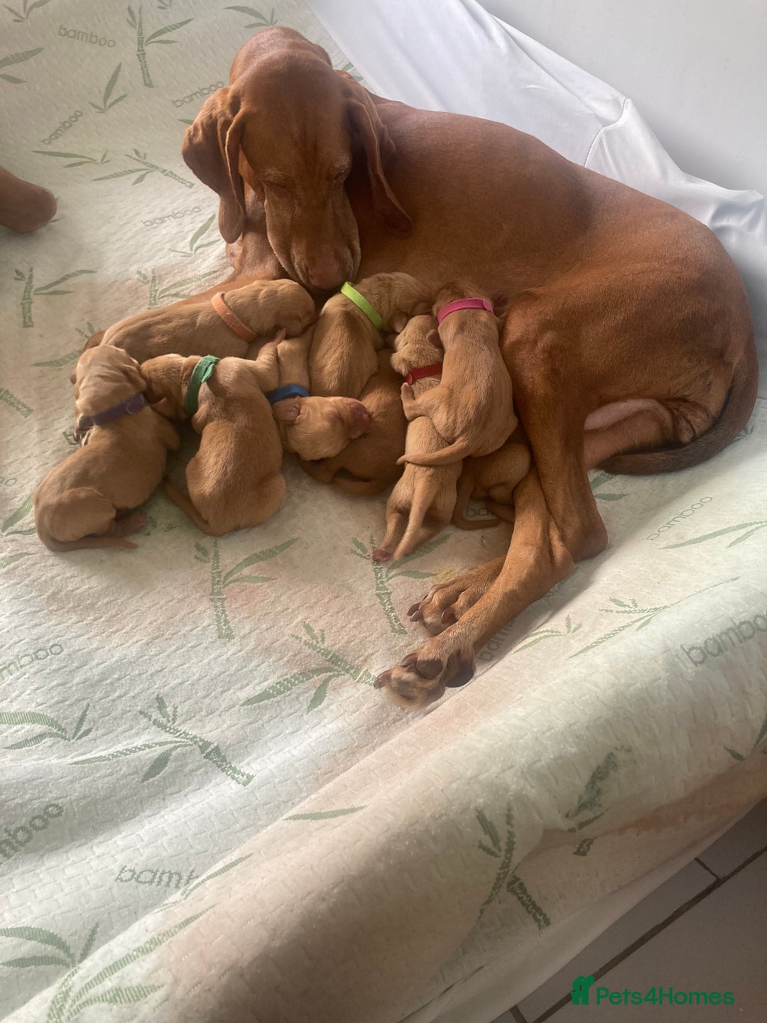 Hungarian Vizsla dogs for sale: 9 adorable Hungarian vizslas for sale - Image 6