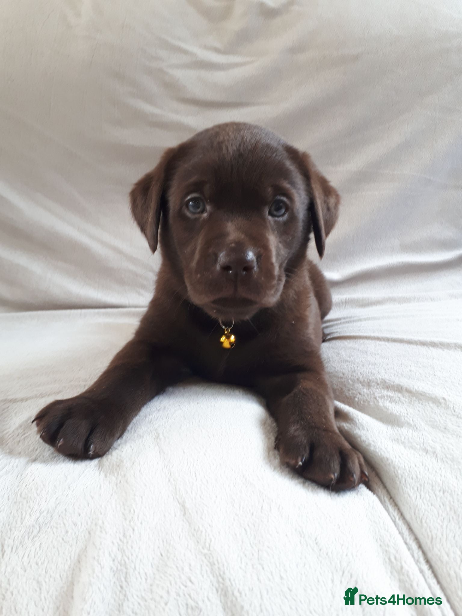 Labrador Retriever dogs Super Chunky Choc KC Pups Health Tested Parents - Advert 2