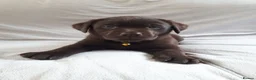 Labrador Retriever dogs for sale: Super Chocolate KC Reg Pups- Health Tested Parents - Advert 4