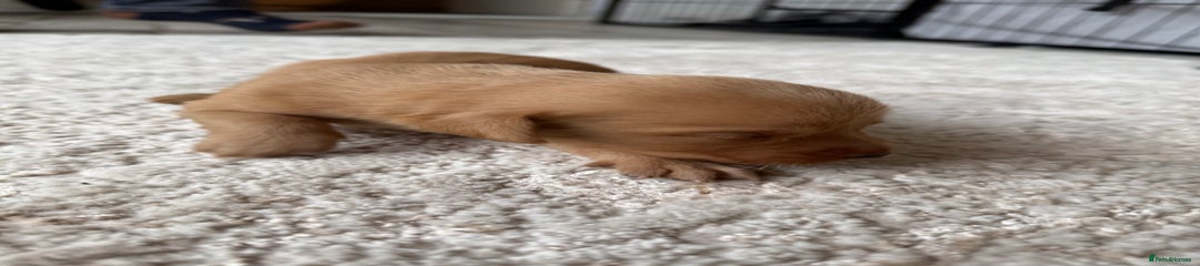 Labrador Retriever Puppy 9
