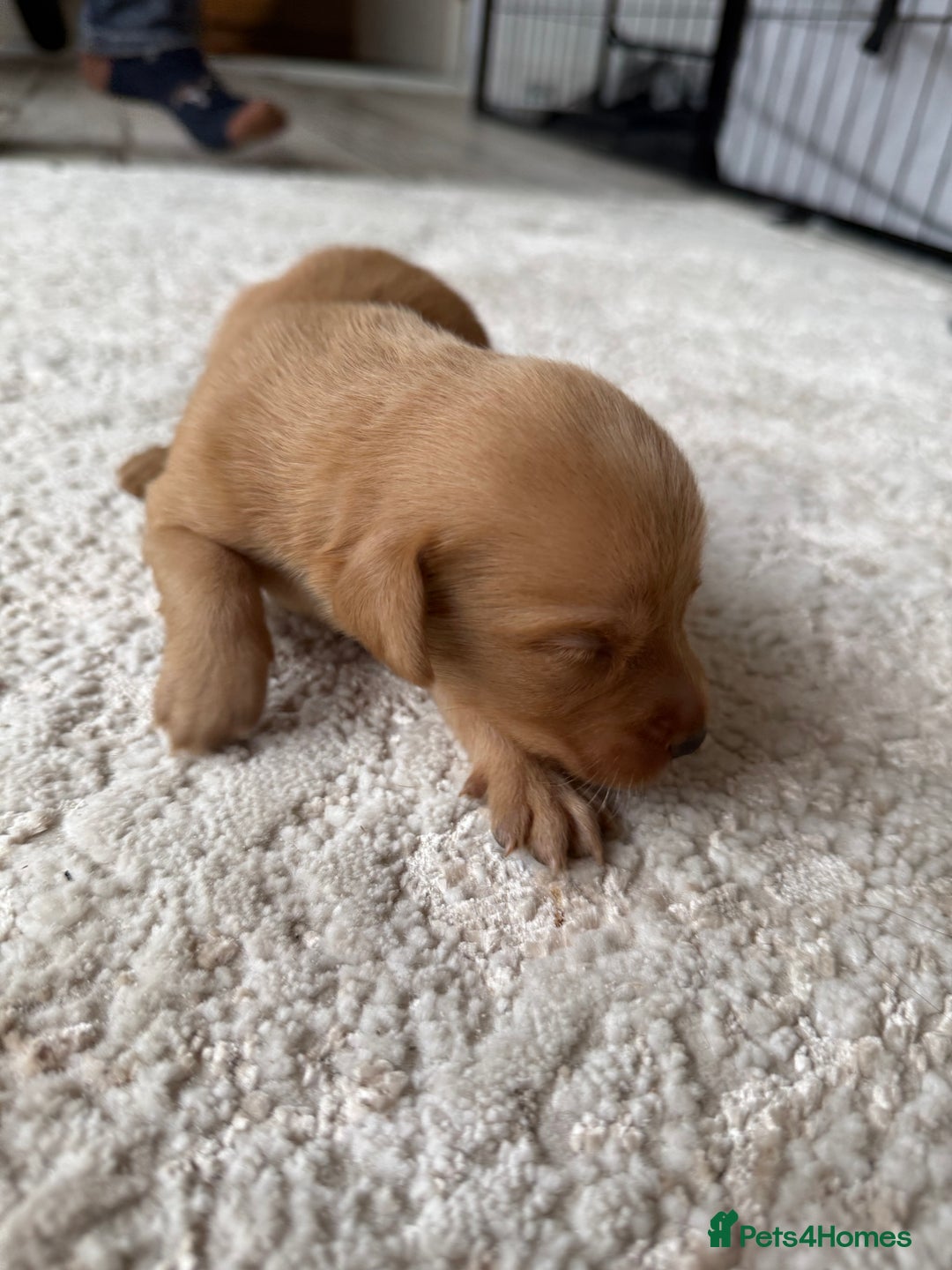Labrador Retriever dogs for sale: Fox Red Labradors - Image 21