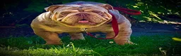 English Bulldog dogs for stud: DwKc registered platinum and tan Merle stud only  - Advert 2