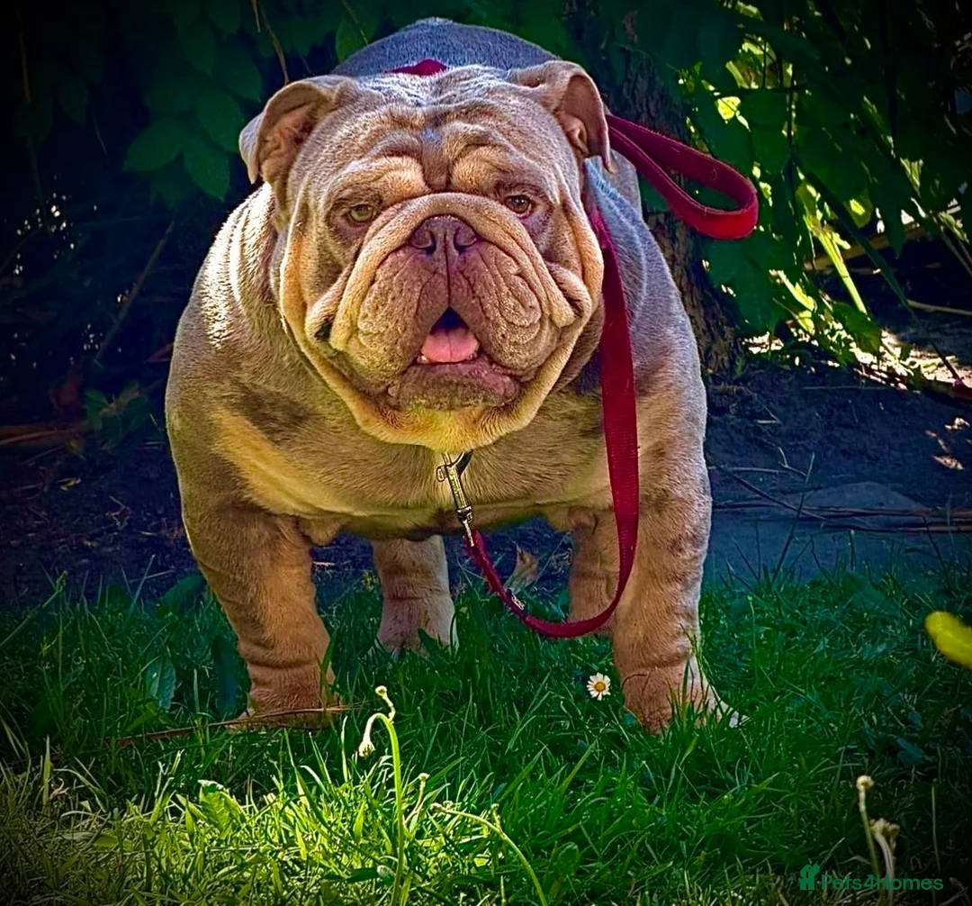 English Bulldog dogs for stud: DwKc registered platinum and tan Merle stud only  - Advert 2
