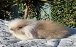 Mini Lion Lop rabbits for sale: Mini lop lops - Image 14