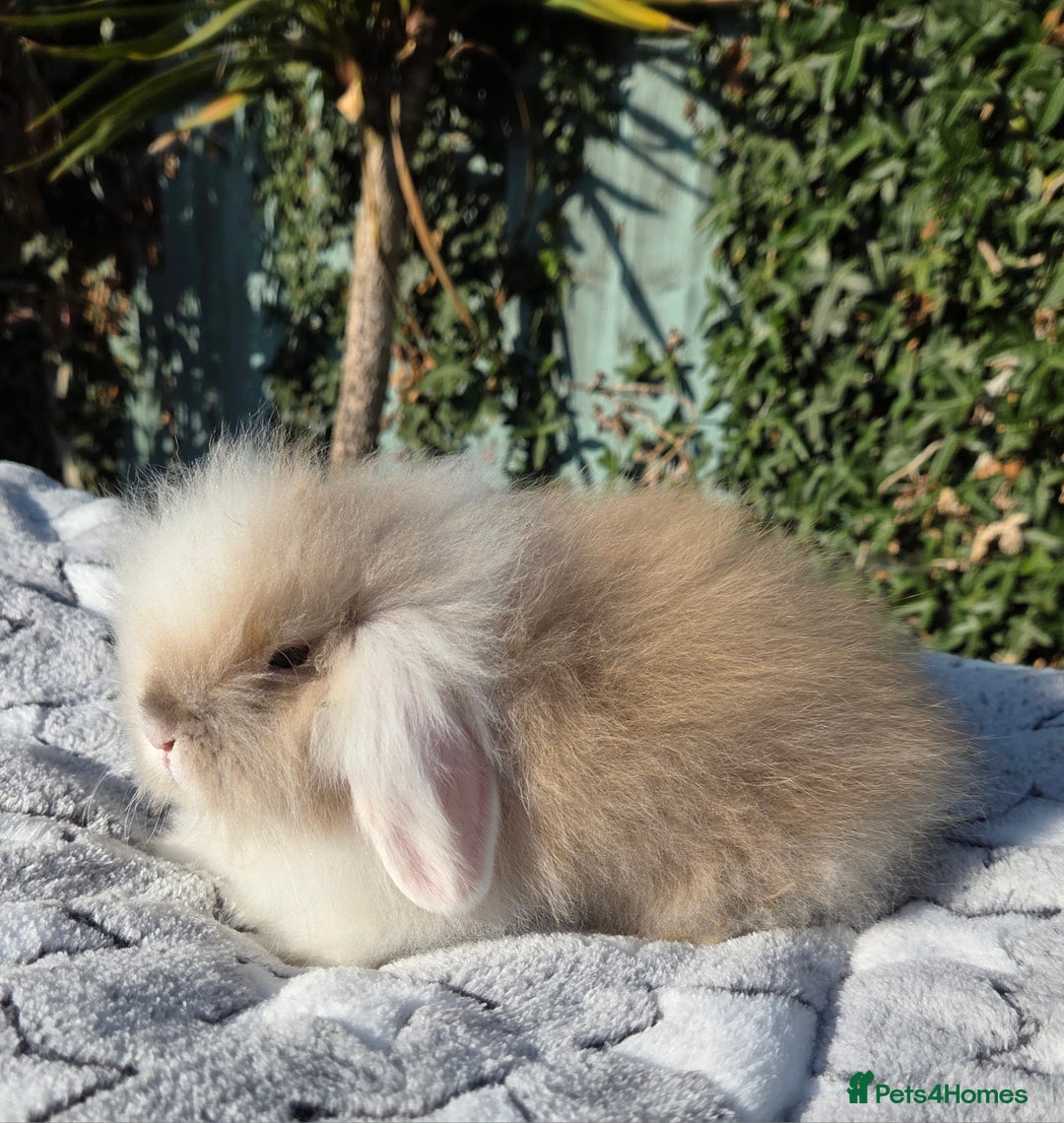Mini Lion Lop rabbits for sale: Mini lop lops - Image 14