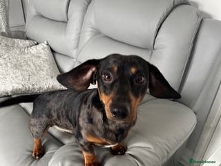 Dachshund dogs Beautiful Dachshund Dapple stud in Manchester - Advert 17
