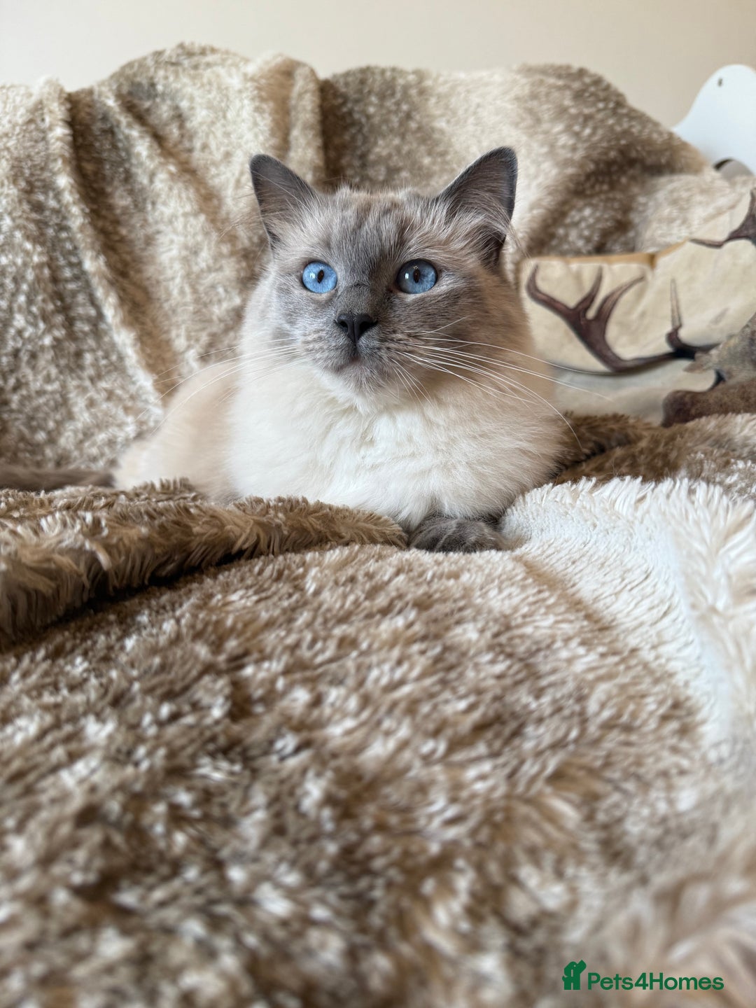 Ragdoll cats for sale: 🥰 blue Ragdolls 🥰 - Advert 8