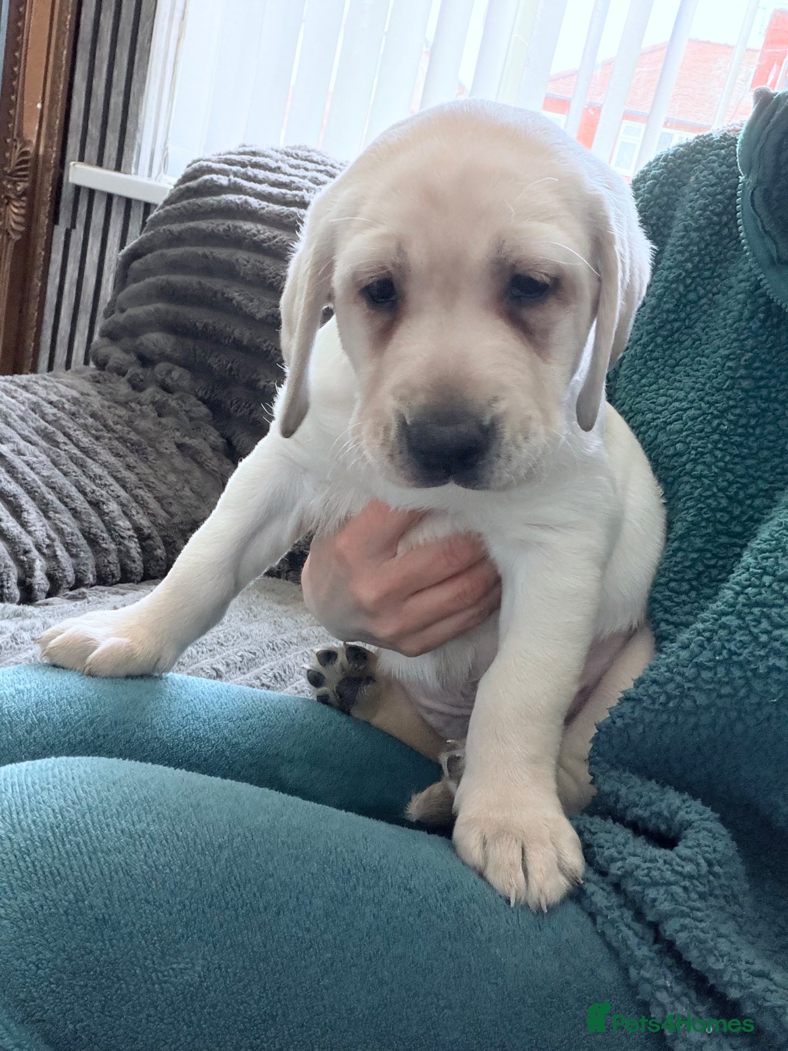 Labrador Retriever dogs Ready to go Labrador puppies /male ❤️🐾 - Advert 18
