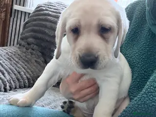 Labrador Retriever dogs Ready to go Labrador puppies /male ❤️🐾 - Advert 18