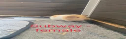 Guinea Pig rodents for sale: 4 beautiful baby guinea pigs  in Leeds - Advert 3