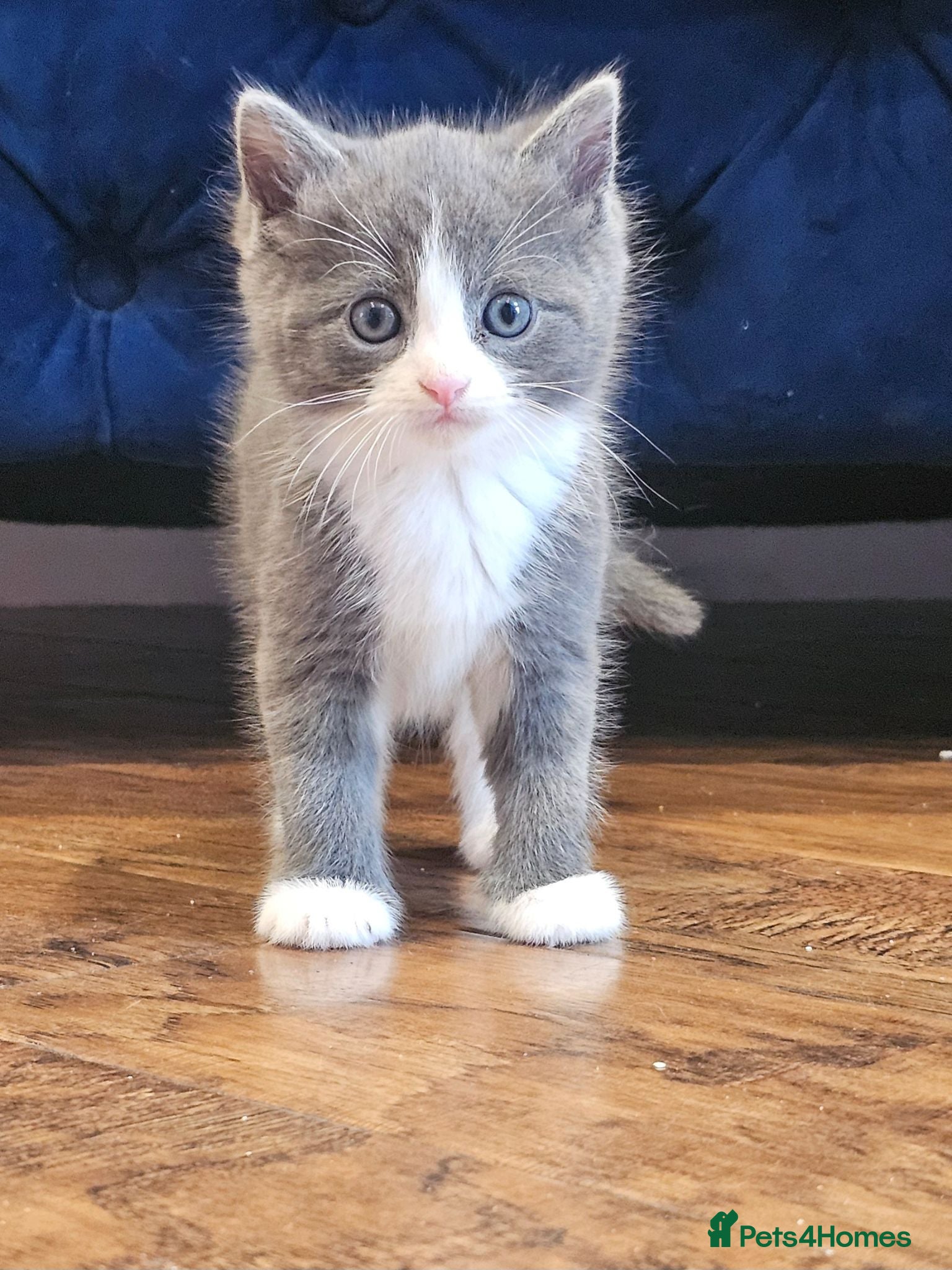 Ragdoll cats Beautiful Home-Reared Ragdoll Cross Kittens - Advert 1