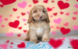 Cockapoo dogs for sale: ⭐️REDUCED⭐️READY NOW⭐️beautiful DNA clear F1 - Image 6