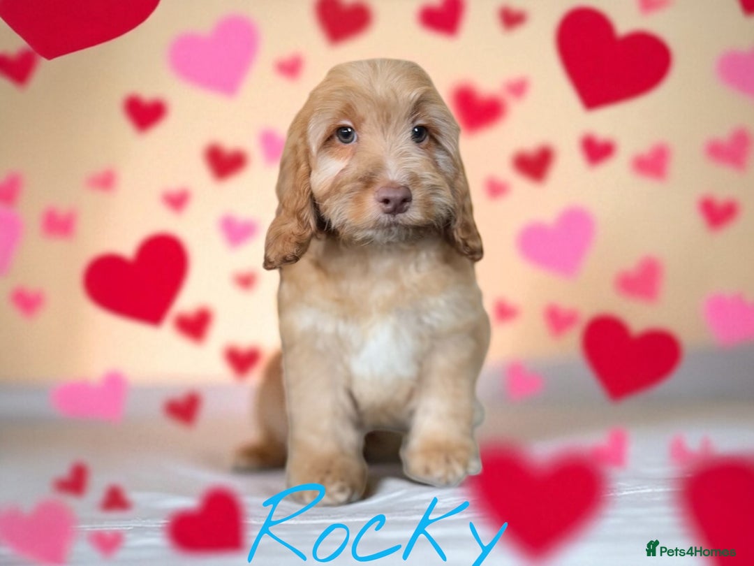 Cockapoo dogs for sale: ⭐️REDUCED⭐️READY NOW⭐️beautiful DNA clear F1 - Image 6