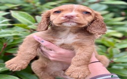 Cocker Spaniel dogs for sale: 2 Red working cocker spaniel puppies - Image 17