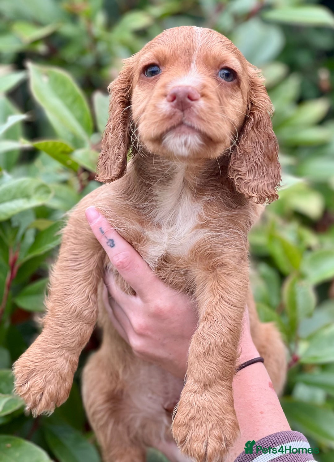 Cocker Spaniel dogs for sale: 2 Red working cocker spaniel puppies - Image 17