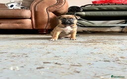 Mixed Breed dogs for sale: F1 bullherder puppies  - Image 10