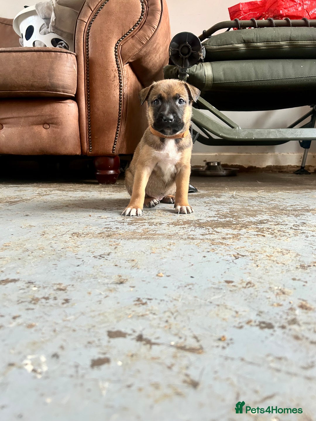 Mixed Breed dogs for sale: F1 bullherder puppies  - Image 10