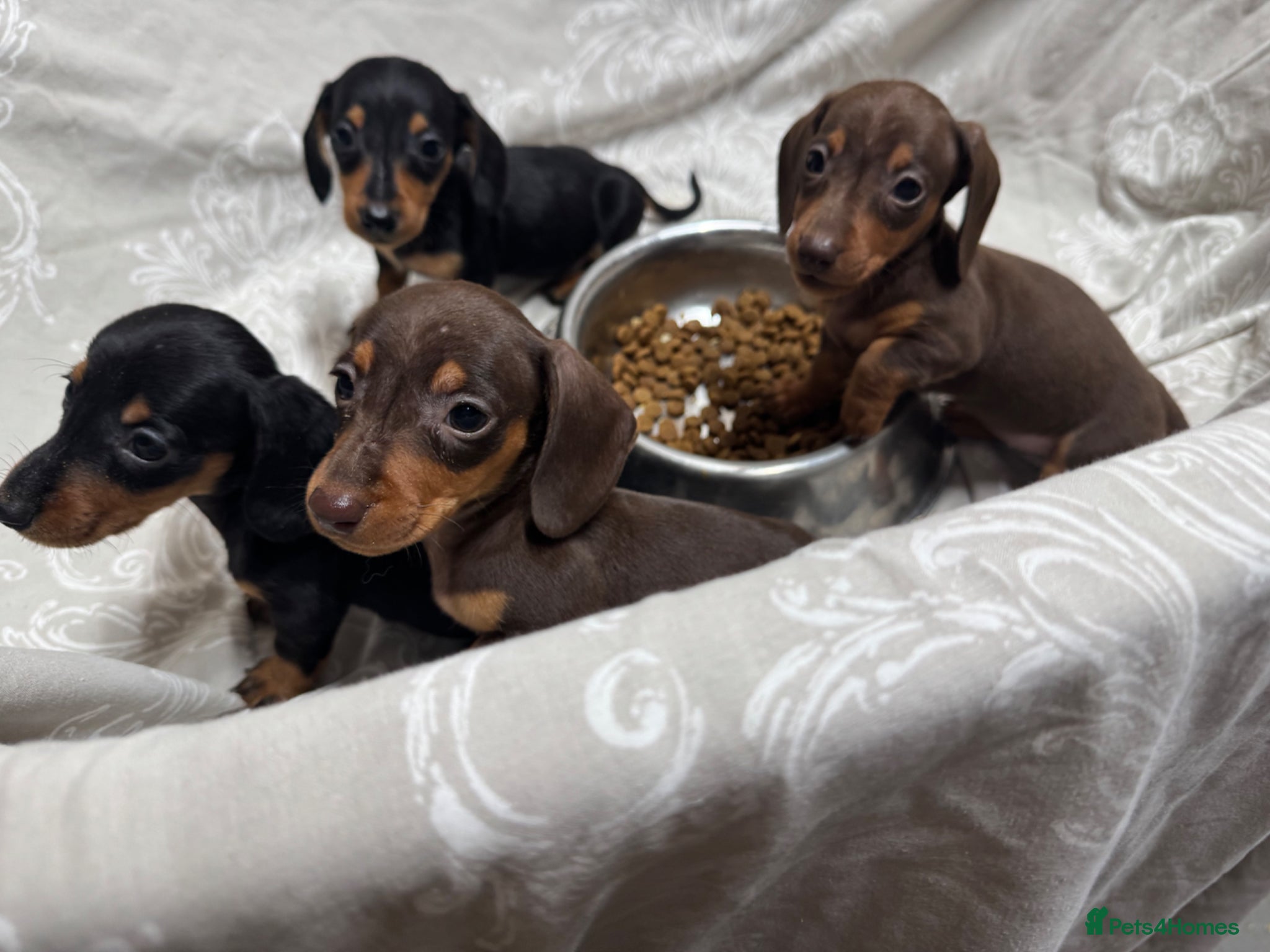 Miniature Dachshund dogs MINIATURE DACHSHUND PUPPIES  - Advert 1