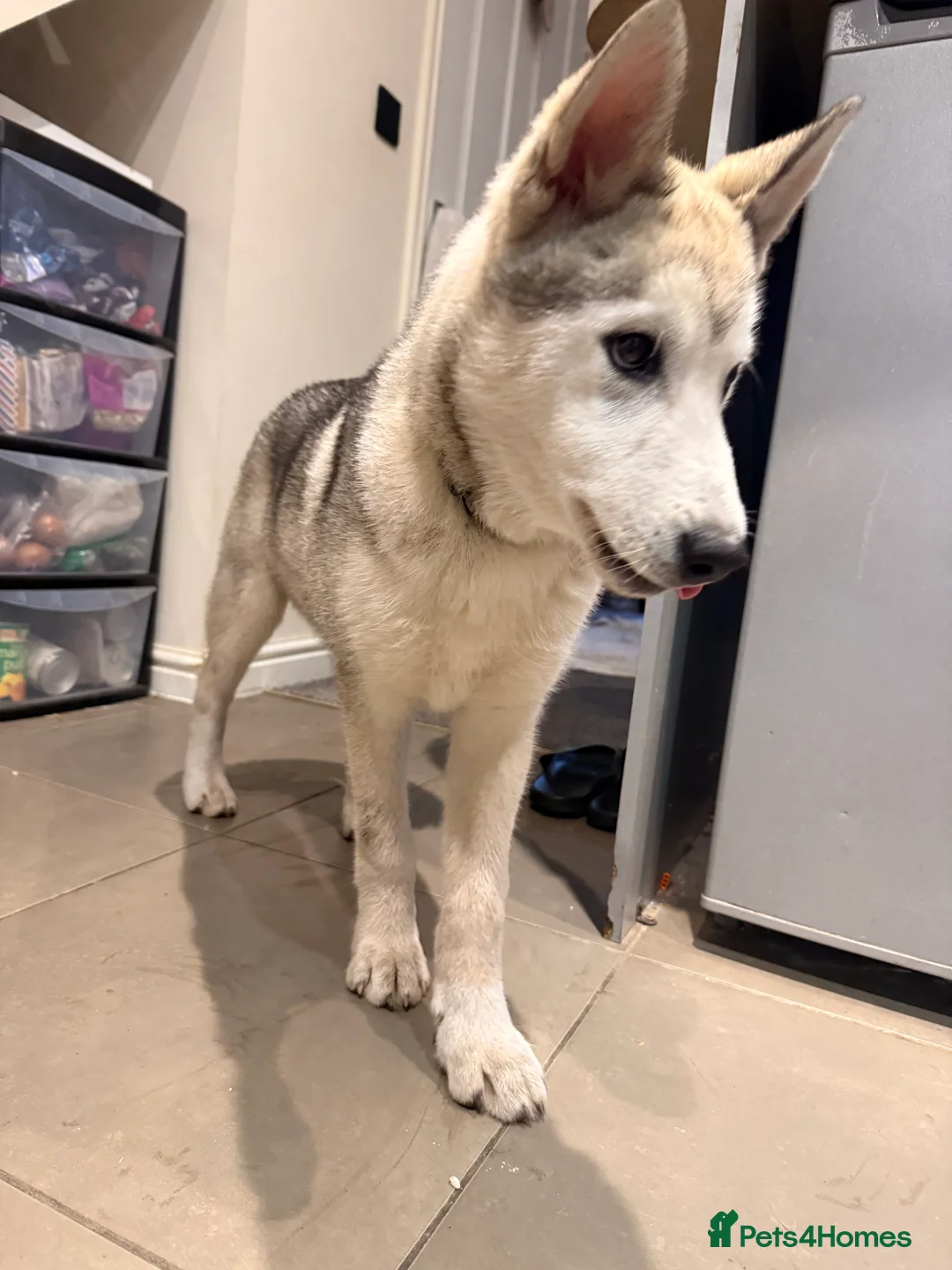 Siberian Husky dogs for sale: 4 month old male husky puppy  - Advert 2