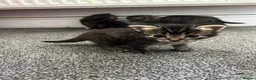 Mixed Breed cats for sale: 4 Mixed Breed Kittens looking for loving home  - Advert 2
