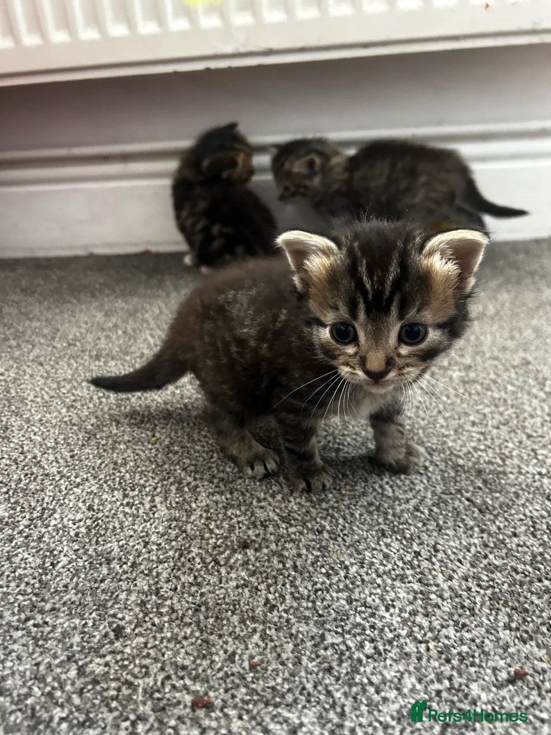 Mixed Breed cats for sale: 4 Mixed Breed Kittens looking for loving home  - Advert 2