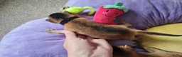 Abyssinian cats for sale: One beautiful Abyssinian boy - Advert 32