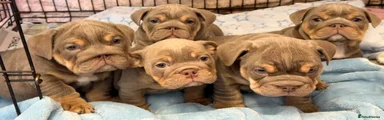 English Bulldog Puppy 4