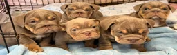 English Bulldog dogs for sale: Stunning kc English bulldog puppies, Ready now!!! - Advert 6