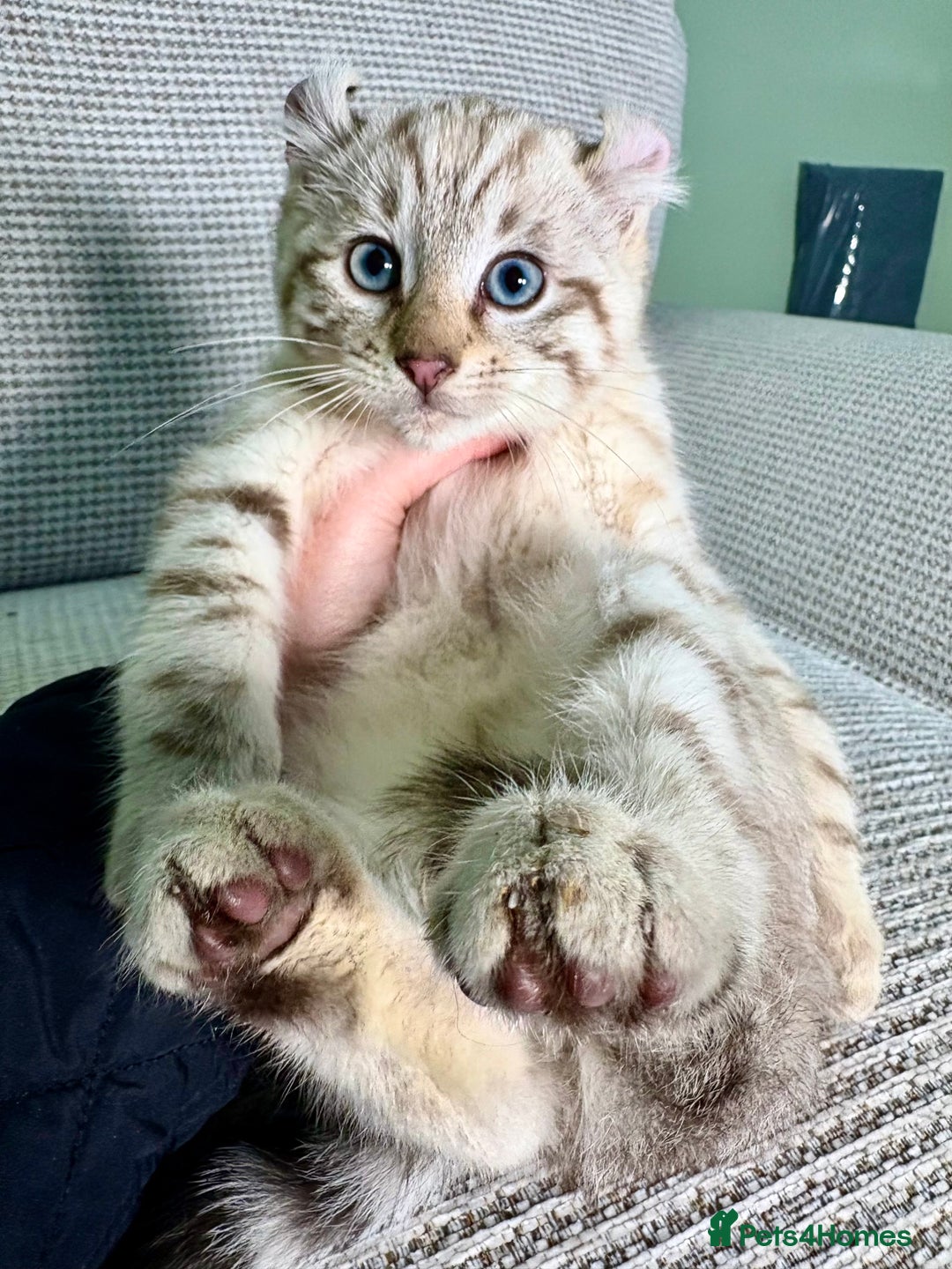 Savannah cats for sale: Superb wild looking snow leopard male  - Advert 18