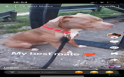 American Bull Staffy dogs for sale: 5 Girls 3 Boys American bull staffy pups  - Image 5