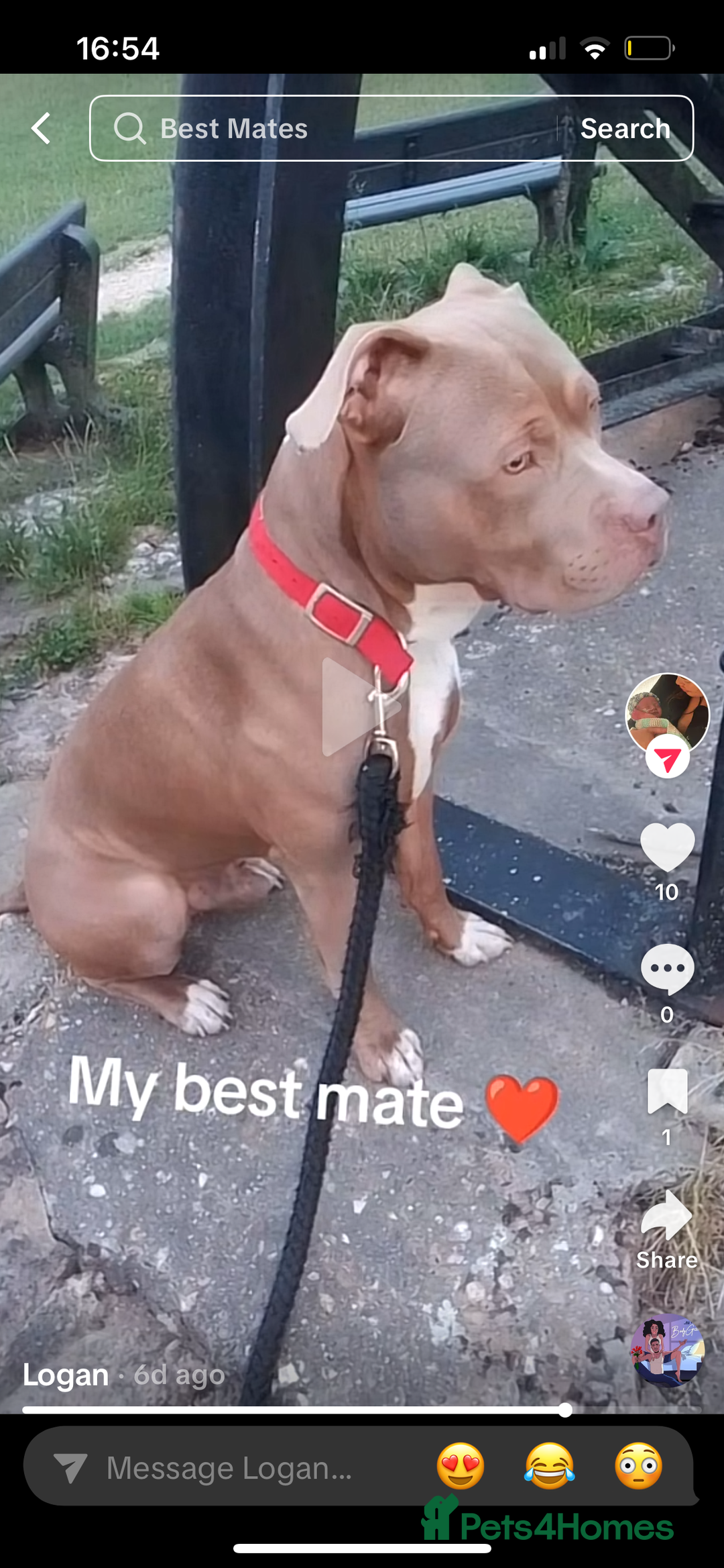 American Bull Staffy dogs for sale: 5 Girls 3 Boys American bull staffy pups  - Image 5