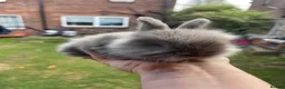 Angora rabbits for sale: Baby Angora x Lionheads Looking for new homes. - Advert 3