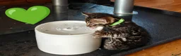 Bengal cats for sale: Pedigree glitter Bengals available soon - Advert 17