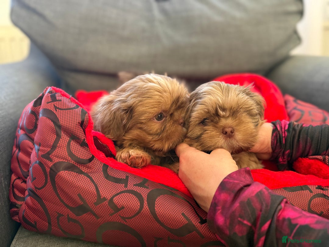 Shih Tzu dogs for sale: Shih Tzu KARASHISHI Line Two Boys Left Green Eyes - Advert 13
