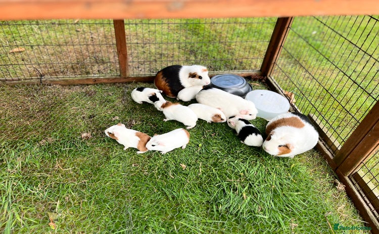Guinea Pig rodents - Advert 3