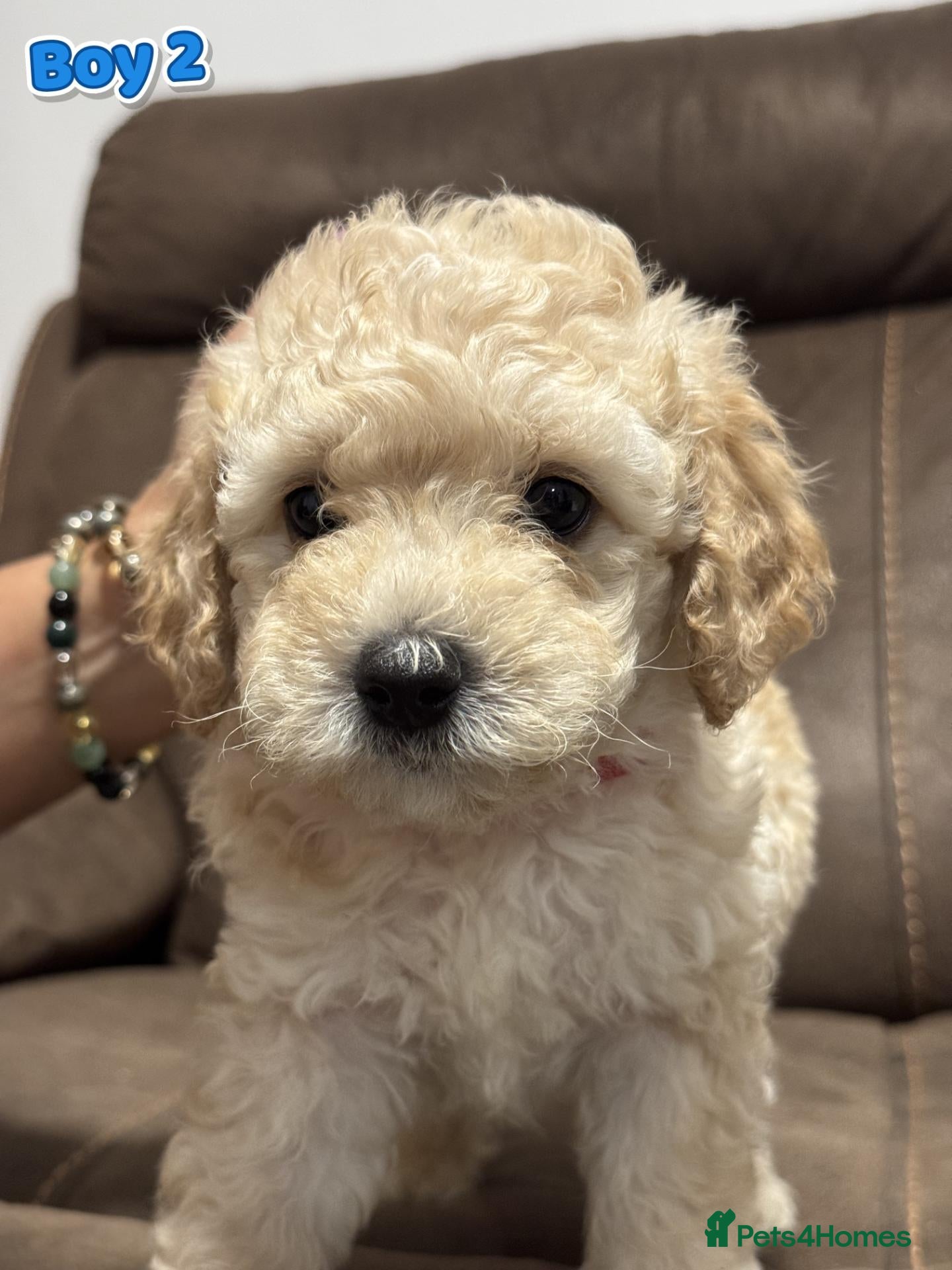 Mixed Breed dogs Adorable Bichon × Cockapoo Puppies - Only 1 Left! - Advert 1
