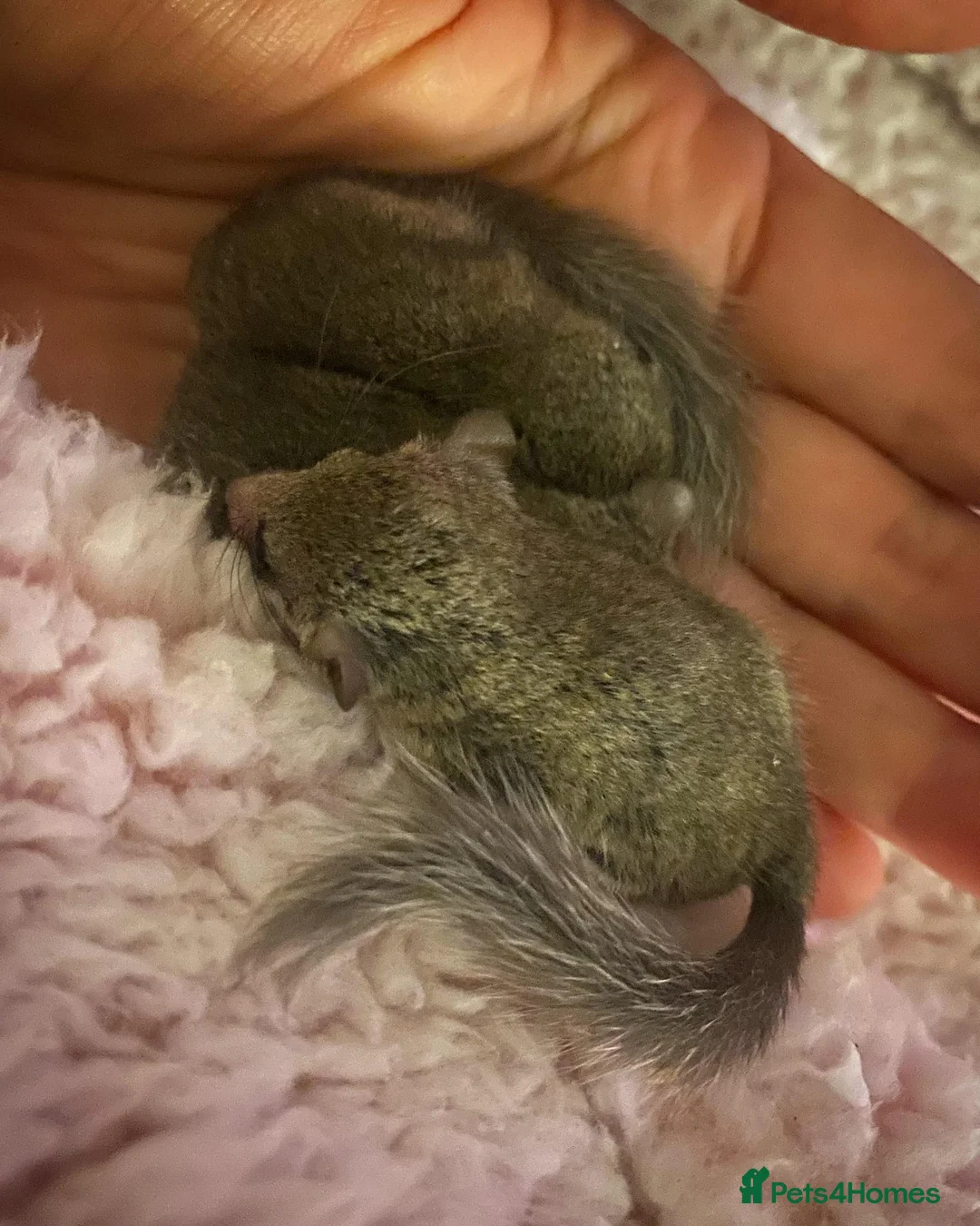 Mouse rodents for sale: Micro-squirrels in Colchester - Advert 1