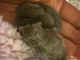 Mouse rodents Micro-squirrels - Advert 3