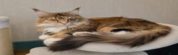 Maine Coon cats for sale: Maine coon polydactyl boy available on active  - Advert 9
