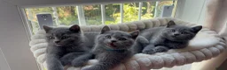 British Shorthair cats for sale: READY NOW ✨ British Shorthair Blue Kittens  - Advert 9