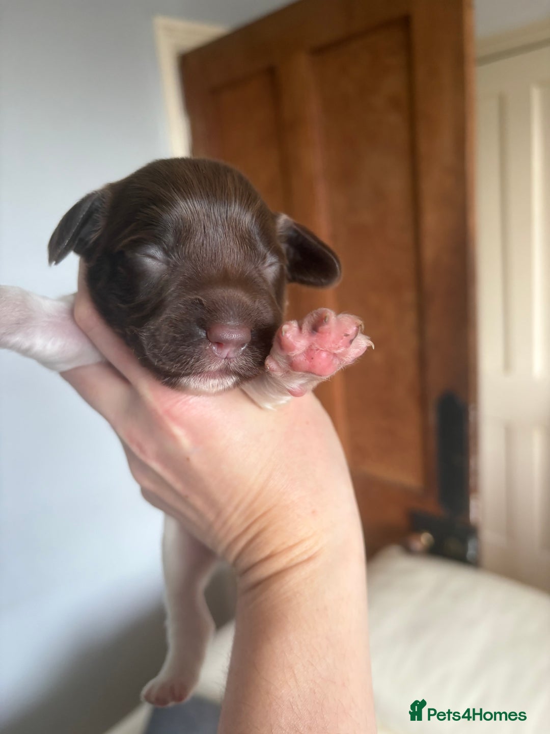 English Springer Spaniel dogs for sale: Beautiful litter of KC REG Puppies - Advert 7