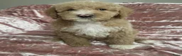 Goldendoodle dogs for sale: Beautiful doodles looking for forever homes - Advert 31