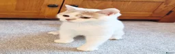 British Shorthair cats for sale: Gorgeous loving purr machines  - Advert 8
