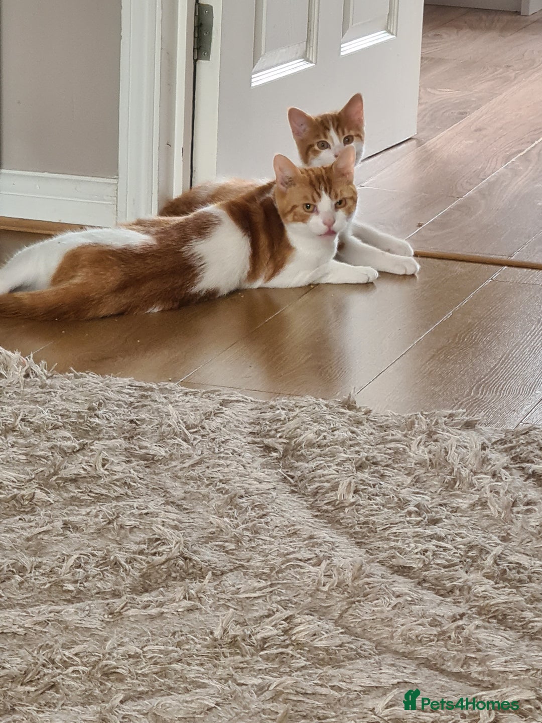 Mixed Breed cats for sale: White and ginger boy - Image 3