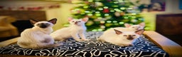 Siamese cats for sale: Stunning Siamese Kittens - Champion Bloodlines - Advert 3