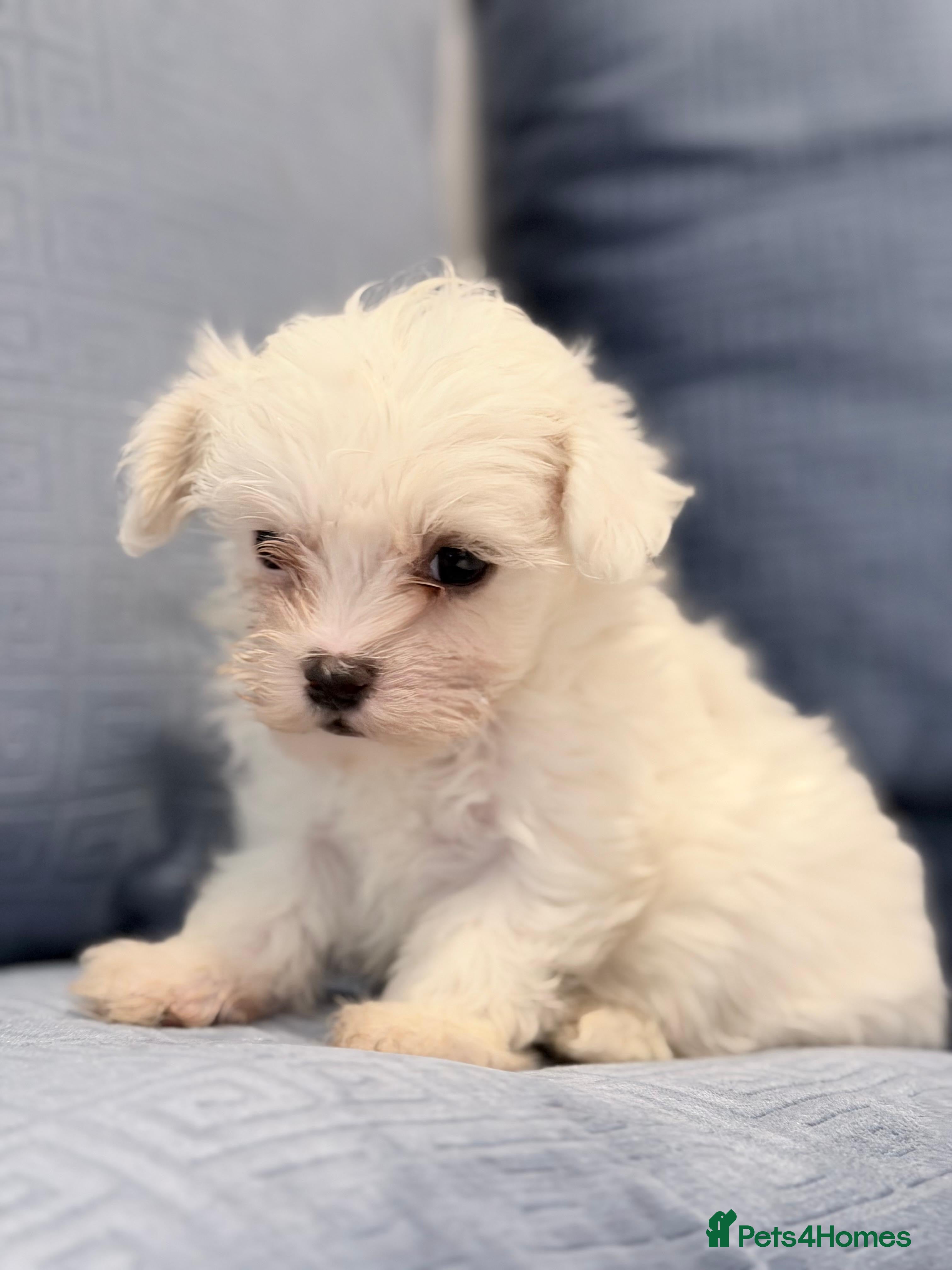 Maltipoo dogs Minature Maltipoo male available  - Advert 9