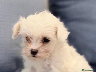 Maltipoo dogs Minature Maltipoo male available - Advert 14