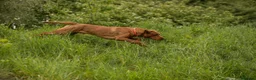 Labrador Retriever dogs for sale: Fox Red Lab Puppies (2/9) Exceptional Temperament - Advert 11