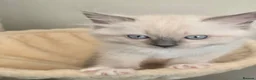 Ragdoll cats for sale: Gccf Registered Ragdoll kittens  in Prenton - Advert 11