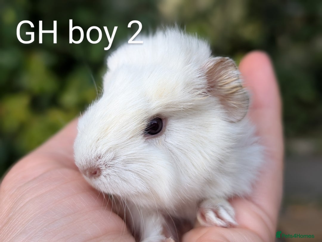 Guinea Pig rodents for sale: Gorgeous guinea pig pups  - Image 10